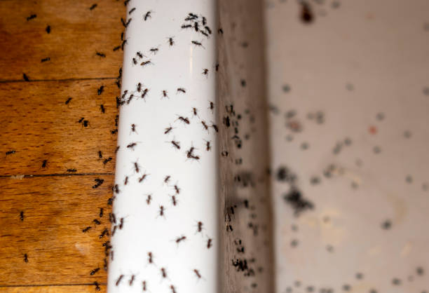 Best Pest Control for Restaurants  in Fort Hunt, VA